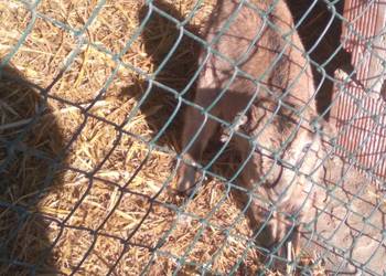 koziołek dwu miesięczny