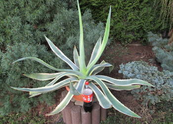 2o-letnia zadbana dwukolorowa agawa - Agave americana marginata aurera