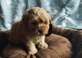 Cavapoo f1b