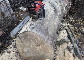 Bal tartaczny, topola-czeczot