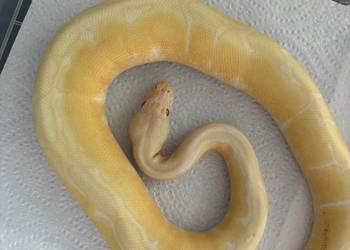 Pyton królewski albino spider