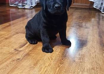 Pieski czarne, czekoladowe Labradory Retriever