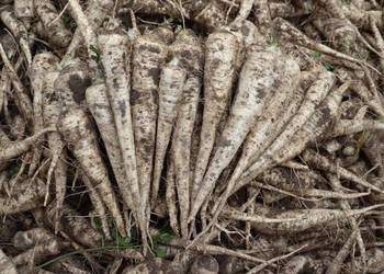 Pietruszka jadalna, seler korzeniowy pakowane