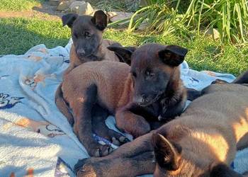 Owczarek belgijski malinois