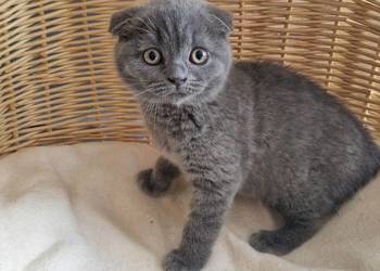 Kocurek Szkocki niebieski zwisłouchy