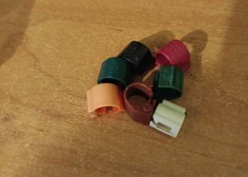 Mam czipy gołębiarskiec