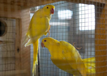 Para aleksandretta obrożna lutino