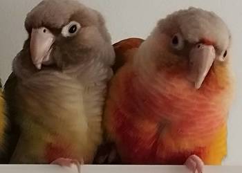 Parka Rudosterka Zielonolica pineapple 22 r. z badaniami dna