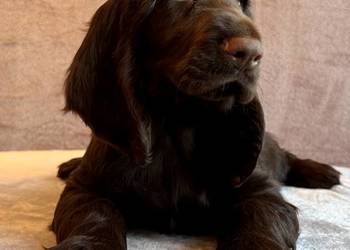 Field spaniel