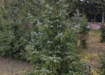 Choinka żywa, świerk pospolity serbski srebrny prosto z pola