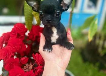 Chihuahua szczeniak