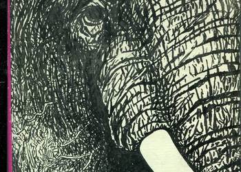 Tropiliśmy słonia Tiemoco - Grzimek