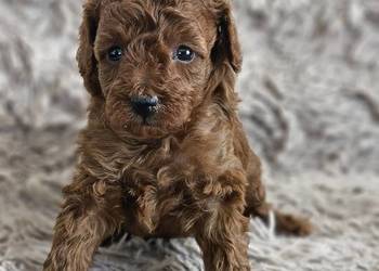 Pudelki toy/miniatura Red Brown