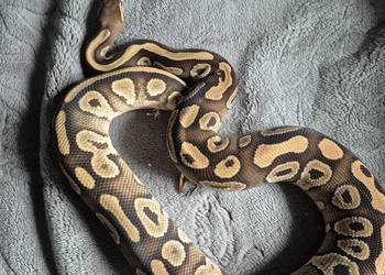 Samiec black pastel mojave pos het clown