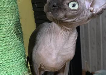 Sfinks Kanadyjski. Do odbioru kocurek. Rodowód