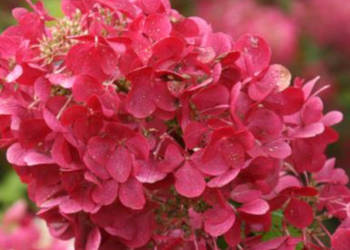 HORTENSJA DIAMANT ROUGE - sadzonki w doniczkach