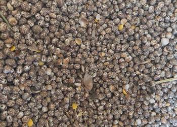 Łubin wąskolistny gorzki