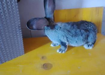 Sprzedam króliki olbrzym belgijski