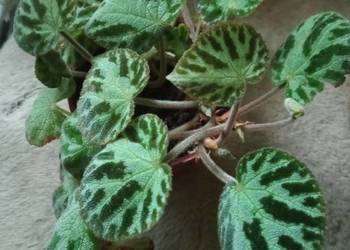 Begonia Silver Jewel- begonia zebra