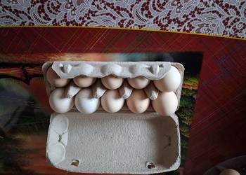 Jajka indycze legowe