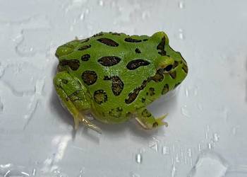 Żaba rogatą ceratophrys cranwelli