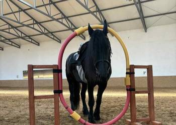 Przeszkody Horse Agility
