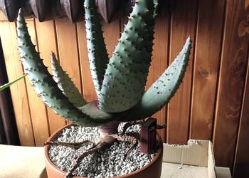 Aloe Ferox, aloes uzbrojony - piękna i rzadka roślina dla kolekcjonera