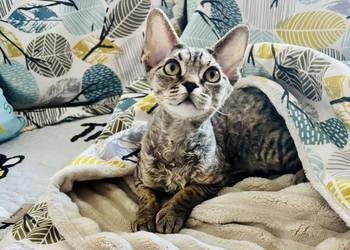kocurek Devon Rex czarny