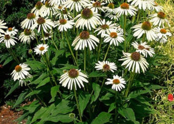 JEŻÓWKA Alba White Swan Echinacea - sadzonki w doniczkach