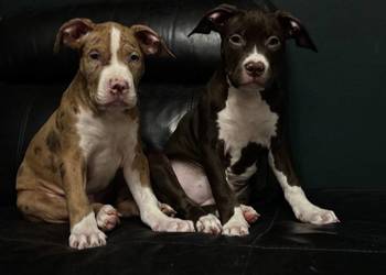 American Bully XL -ABKC-