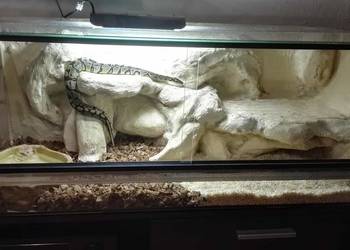 Pyton Królewski z Terrarium