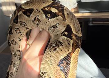 Wąż/węże na sprzedaż