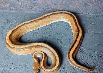 Pyton Królewski, samiec Genetic Stripe