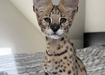 Samiec Serwal Samiec Serwal