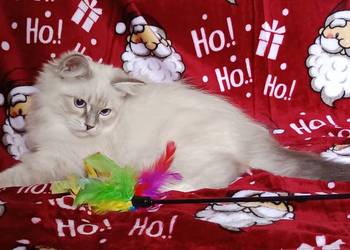 Koty Syberyjskie Neva Masquerade - NEMO ZKolakowegoDomu*PL