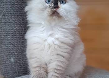 Kotka syberyjska neva masquerade tortie szylkret