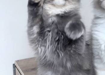 Maine Coon - Niebieska  szylkretka Meriva  ! Linia Shaded !
