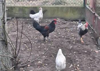 koguty mlode z lipca