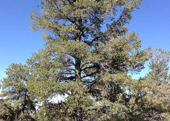 SOSNA GIĘTKA Pinus flexilis - NASIONA 100 sztuk - 10g.