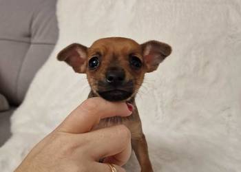 Pinczer miniaturowy XXS  ratlerek sarenka