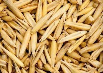 Owies paszowy, na opał