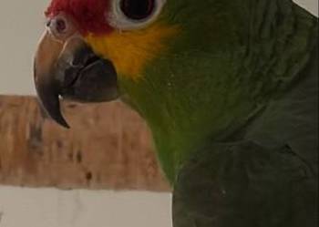 Amazonka. żółtolica samiec 2023r DNA