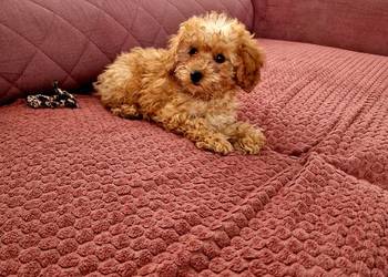 Pudelek toy po tatusiu FCI kocha dzieci pudel