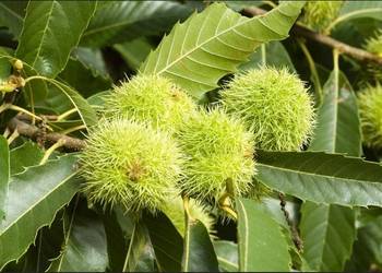 P9 KASZTAN JADALNY CASTANE SATIVA KRZEWY24 P9 KASZTAN JADALNY CASTANE SATIVA KRZEWY24