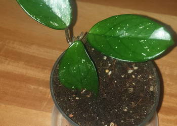 Hoya , hoja, kwiat rosnący, nr 5