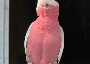 Pisklaki kakadu ręcznie karmione
