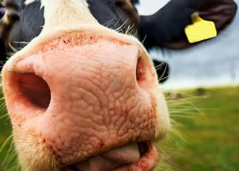 Mieszanka paszowa uzupełniająca dla bydła | MYCOLIV KM | dla krów 500 kg