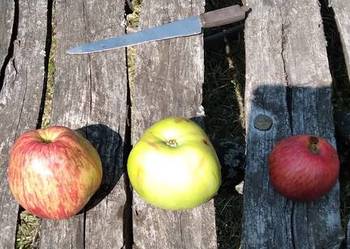 Różne odmiany jabłek eko z ogrodu przydomowego 10 kg