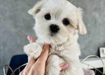 Śliczna suczka odbiór od 03.12