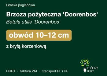 Brzoza pożyteczna 'Doorenbos' obwód 10-12 cm, z bryłą – HURT